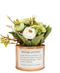 R202021 MINI PLANTA LAMINA PEONY  16 CMS