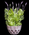 R202022 MINI PLANTA LAVANDA 28 CM