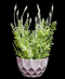 R202022 MINI PLANTA LAVANDA 28 CM