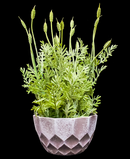 R202022 MINI PLANTA LAVANDA 28 CM