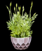 R202022 MINI PLANTA LAVANDA 28 CM