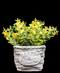 R202026 MINI PLANTA DÓLAR MIMBRE 15 CM