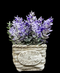 R202026 MINI PLANTA DÓLAR MIMBRE 15 CM
