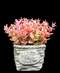 R202026 MINI PLANTA DÓLAR MIMBRE 15 CM