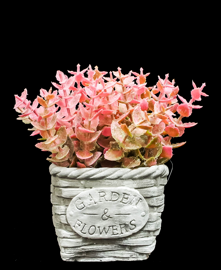 R202026 MINI PLANTA DÓLAR MIMBRE 15 CM