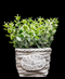R202026 MINI PLANTA DÓLAR MIMBRE 15 CM