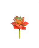 R203103 MINI CACTUS FLOR