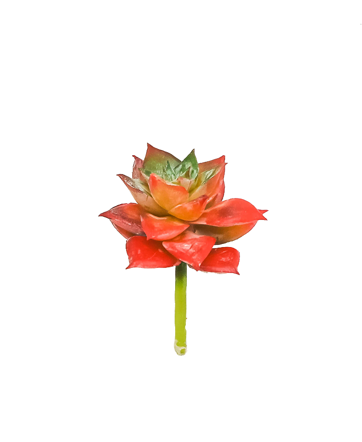R203103 MINI CACTUS FLOR