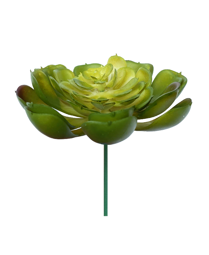 R203304-1 SUCULENTA ELEGANTS 10 X 8 CM VERDE