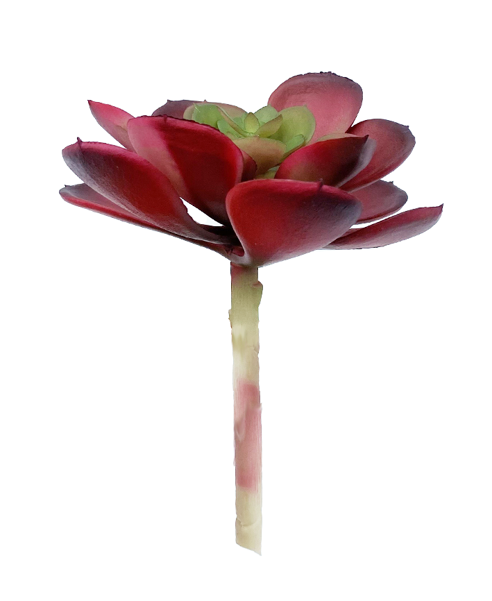 R203305-1 SUCULENTA FLOR 10 X 15 CM VERDE