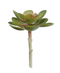 R203305-1 SUCULENTA FLOR 10 X 15 CM VERDE