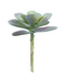 R203305-1 SUCULENTA FLOR 10 X 15 CM VERDE
