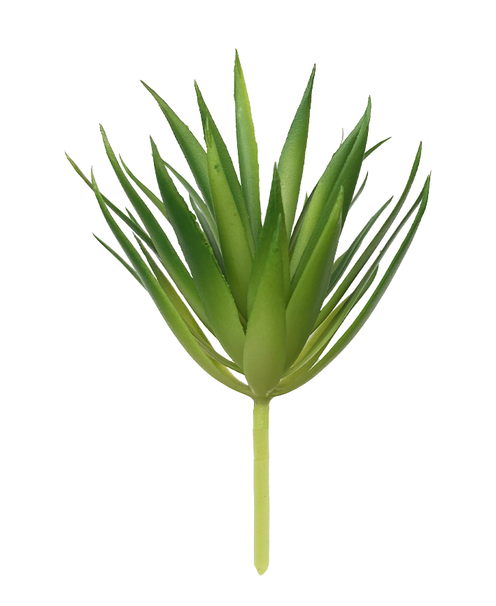 R203309-1 SUCULENTA ERIZO 19 X 13 CM VERDE