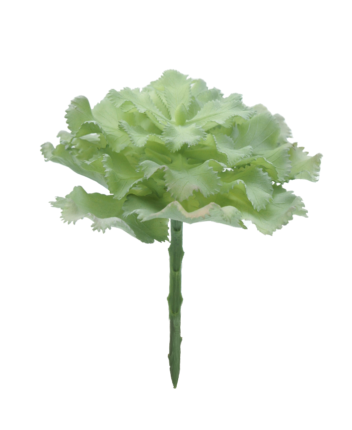 R203311-1 SUCULENTA COL 18 X 13 CM VERDE