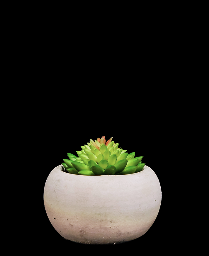 R203401 SUCULENTA MACETA 7 CM