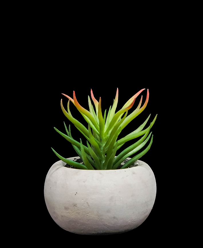 R203401 SUCULENTA MACETA 7 CM