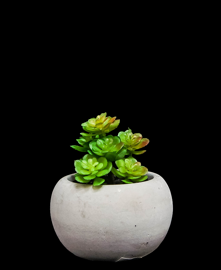 R203401 SUCULENTA MACETA 7 CM