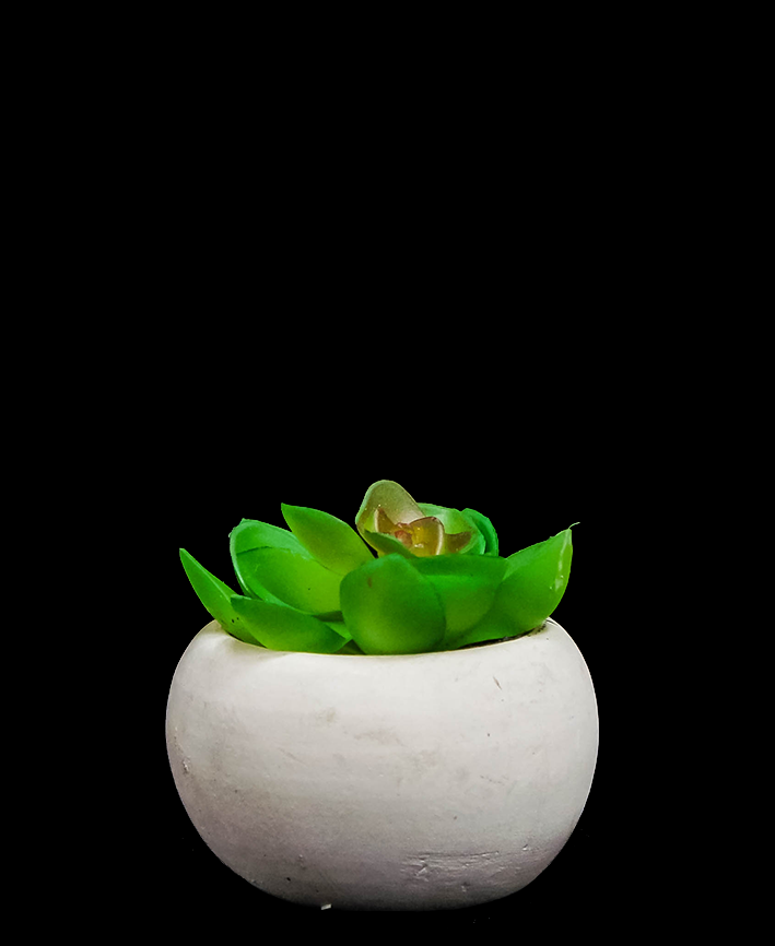 R203401 SUCULENTA MACETA 7 CM