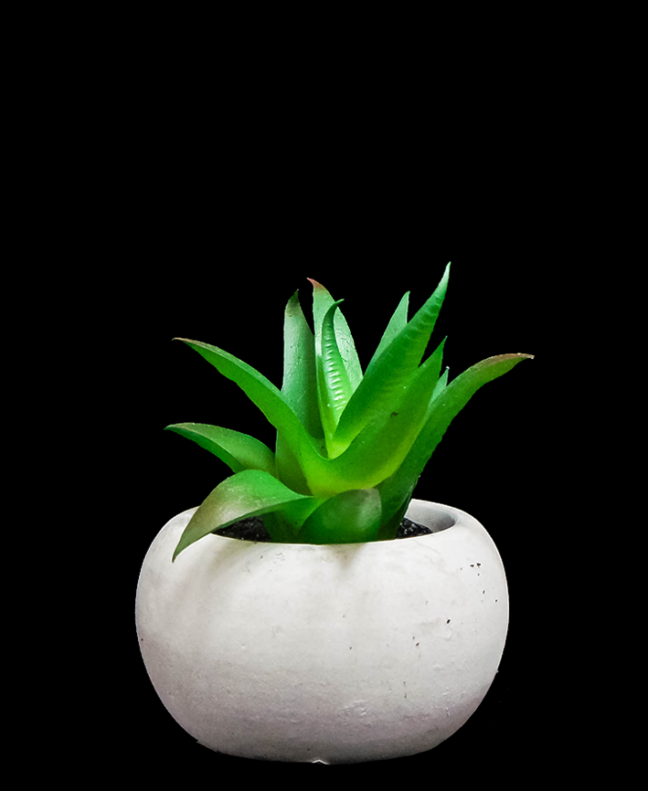 R203401 SUCULENTA MACETA 7 CM