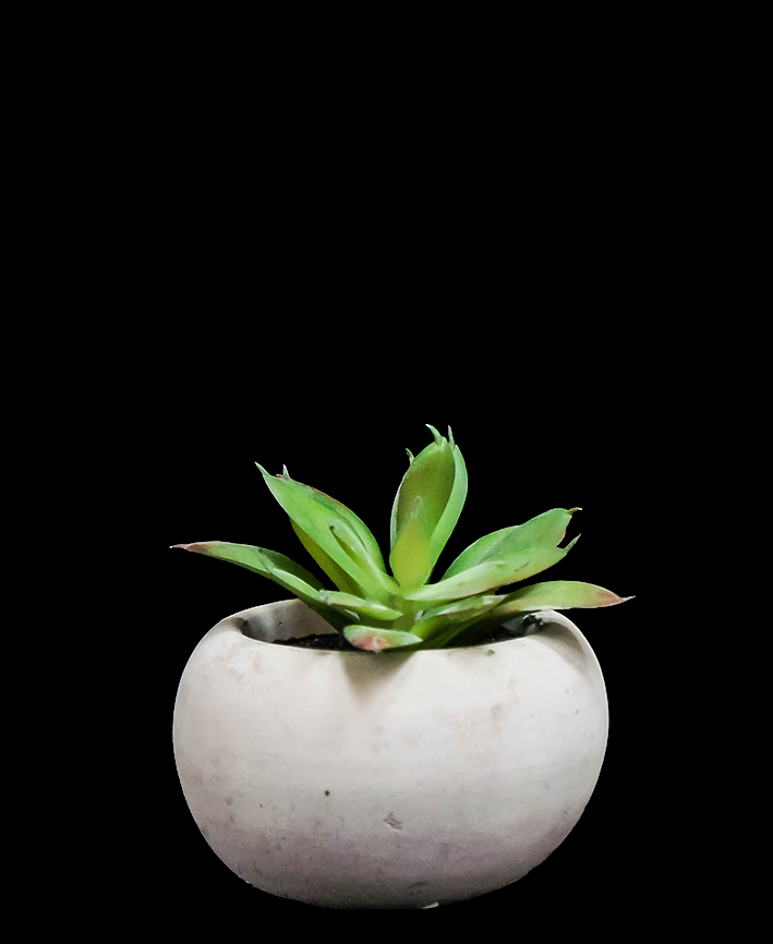 R203401 SUCULENTA MACETA 7 CM