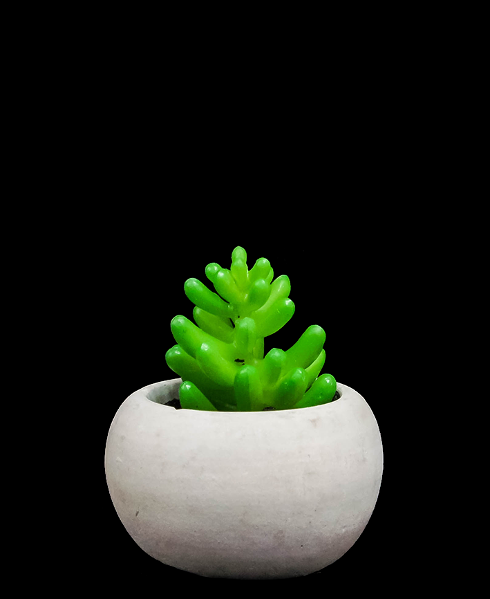 R203401 SUCULENTA MACETA 7 CM