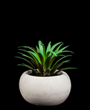 R203401 SUCULENTA MACETA 7 CM