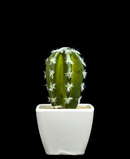 R203402 CACTUS MACETA VARIOS