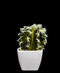 R203402 CACTUS MACETA VARIOS