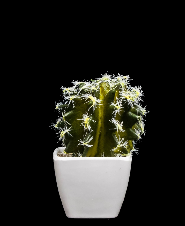 R203402 CACTUS MACETA VARIOS