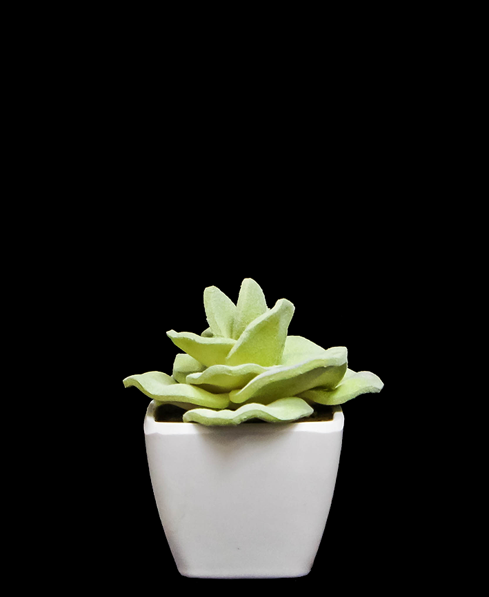 R203402 CACTUS MACETA VARIOS