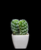 R203402 CACTUS MACETA VARIOS