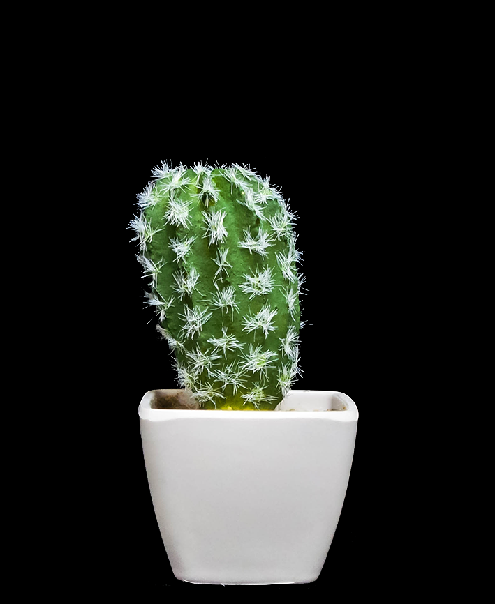 R203402 CACTUS MACETA VARIOS