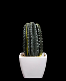 R203402 CACTUS MACETA VARIOS