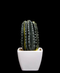 R203402 CACTUS MACETA VARIOS