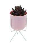 R203403 MINIPLANTA SUCULENTA MACETA TRIPIE 10 X 22 CM