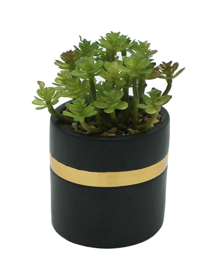 R203405 MINIPLANTA SUCULENTA MACETA 9 X 14 CM NEGRO ORO