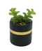 R203405 MINIPLANTA SUCULENTA MACETA 9 X 14 CM NEGRO ORO