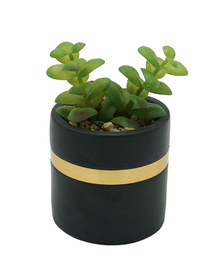 R203405 MINIPLANTA SUCULENTA MACETA 9 X 14 CM NEGRO ORO