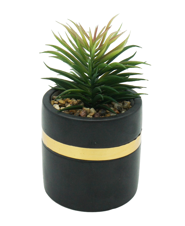 R203405 MINIPLANTA SUCULENTA MACETA 9 X 14 CM NEGRO ORO