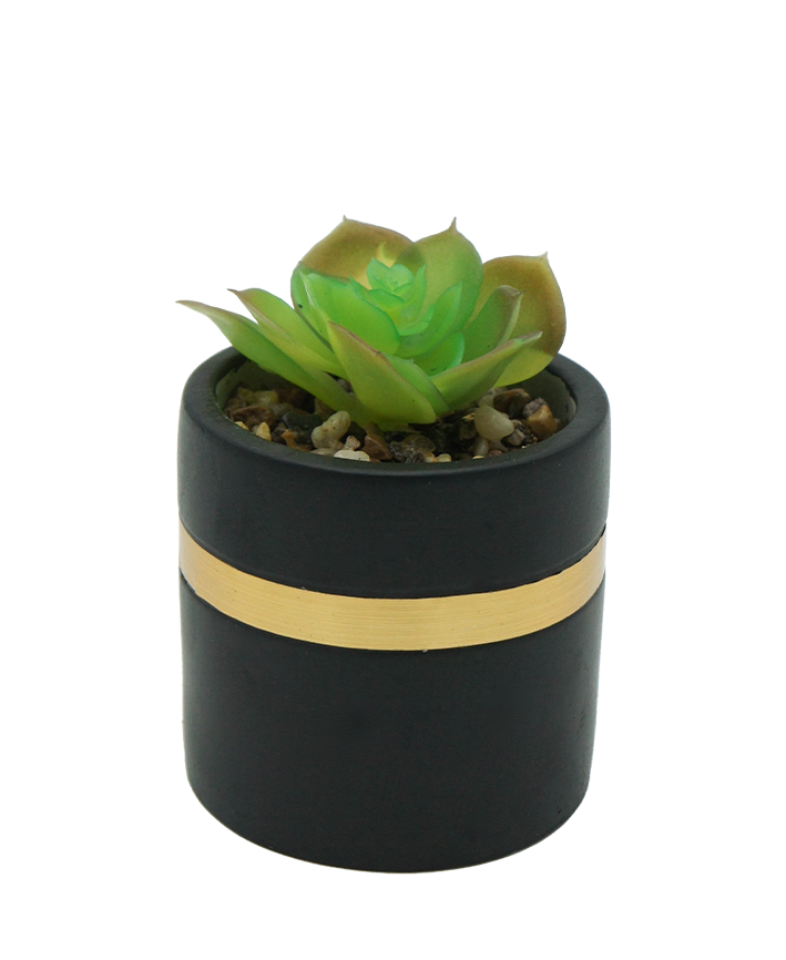 R203405 MINIPLANTA SUCULENTA MACETA 9 X 14 CM NEGRO ORO