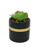 R203405 MINIPLANTA SUCULENTA MACETA 9 X 14 CM NEGRO ORO