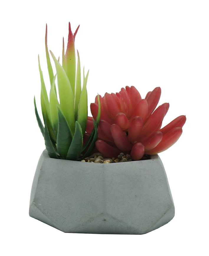R203406 MINIPLANTA SUCULENTA CHICA 12 X 13 CM