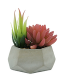 R203406 MINIPLANTA SUCULENTA CHICA 12 X 13 CM
