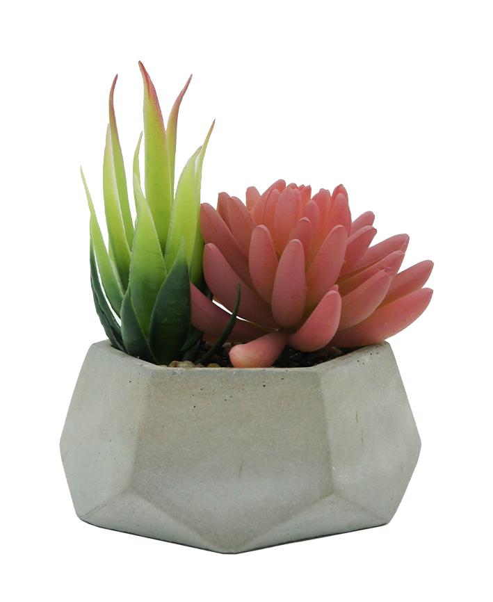 R203406 MINIPLANTA SUCULENTA CHICA 12 X 13 CM