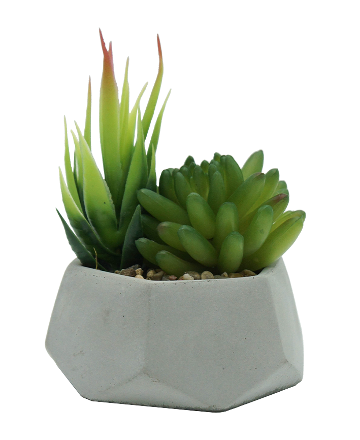 R203406 MINIPLANTA SUCULENTA CHICA 12 X 13 CM