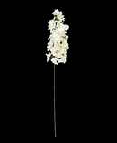 R205027-1 VARA RHYNCHOSTYLIS 1 M CREMA