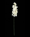 R205027-1 VARA RHYNCHOSTYLIS 1 M CREMA