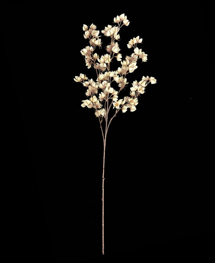 R205033 VARA TOMATILLO 80CM