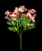 R205109 RAMO ROSAL DAISY 35 CMS