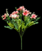 R205109 RAMO ROSAL DAISY 35 CMS